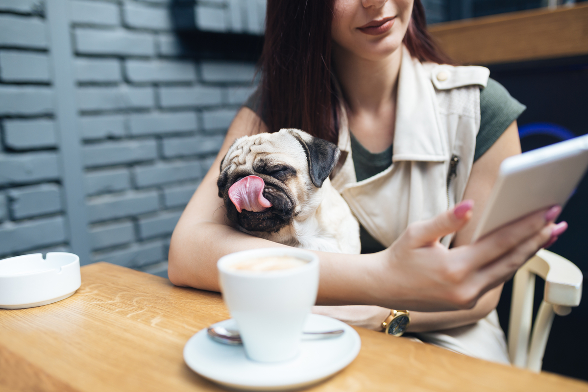 Cafés con cachorros en adopción
