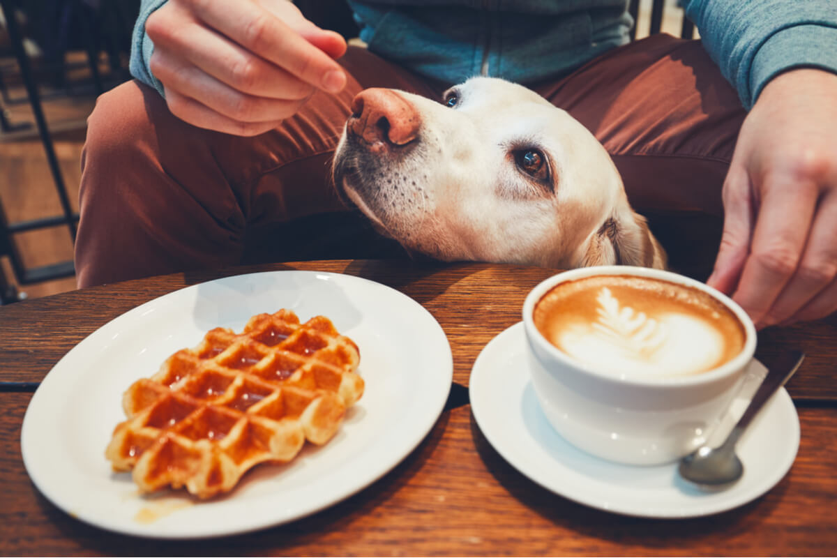 Cafés con cachorros.