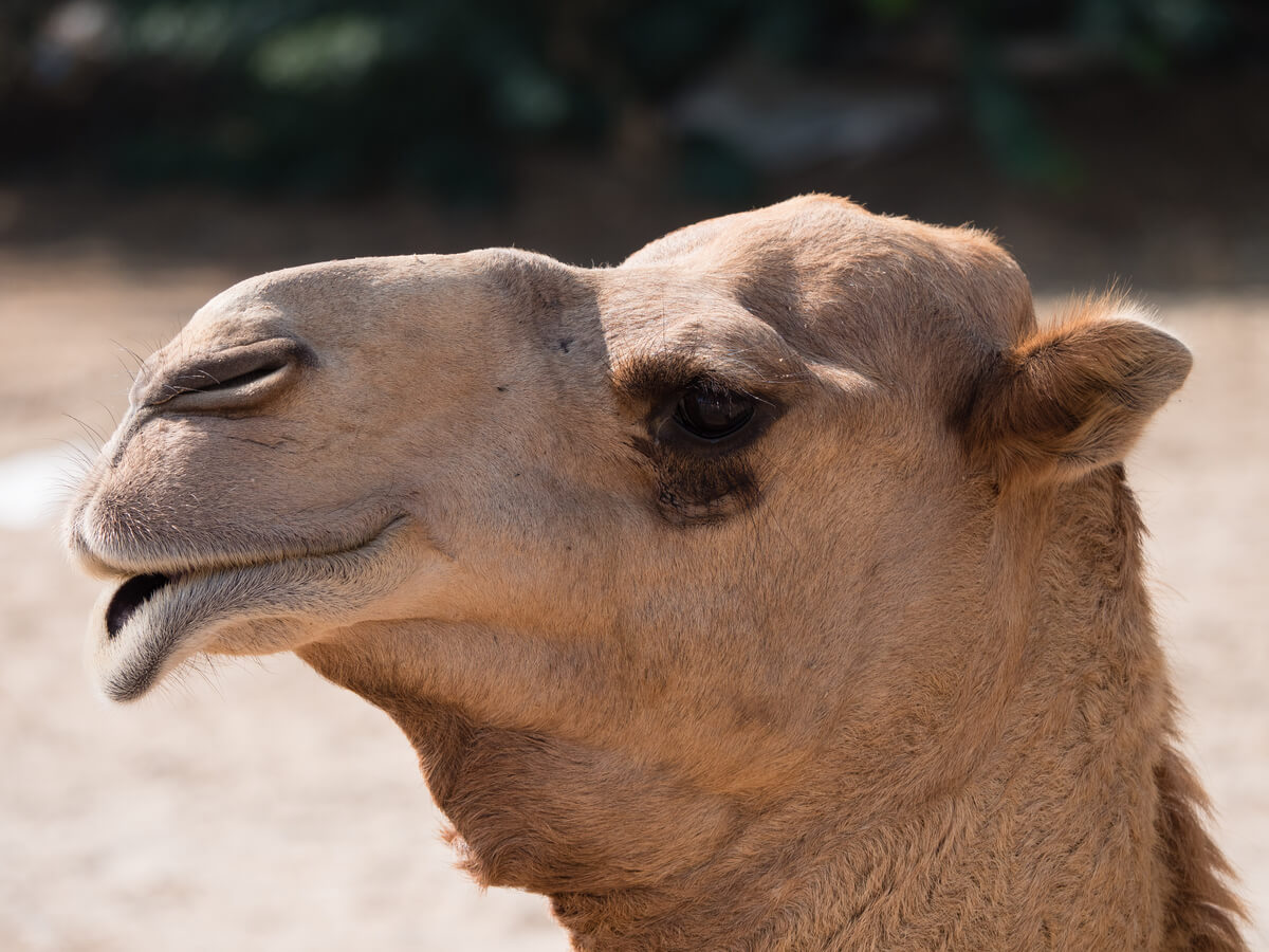 O rosto de um camelo.