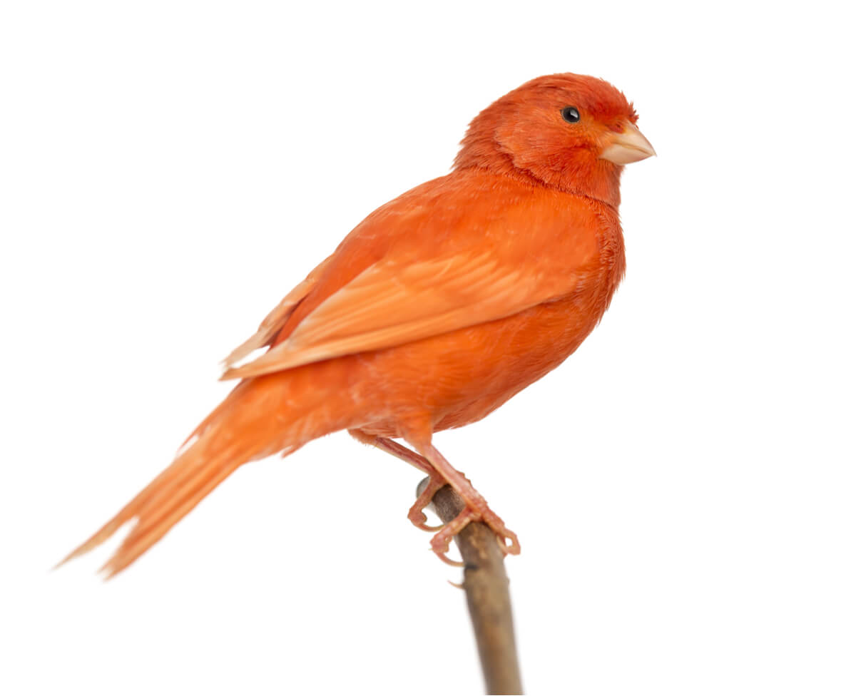 Los quistes de plumas son más comunes en canarios.
