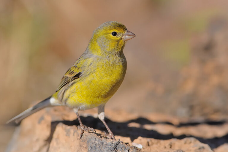 ¿Cuál es el hábitat del canario silvestre?