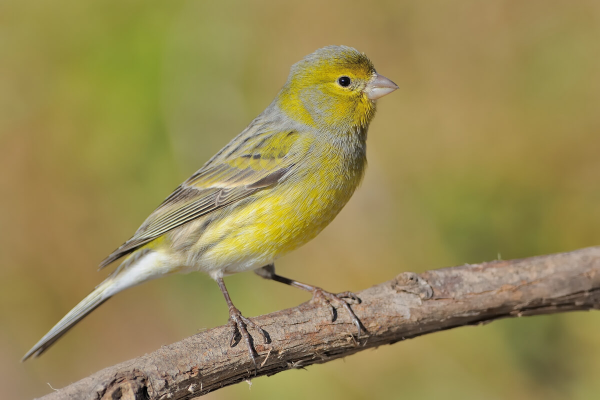 Un canario silvestre sobre una rama.