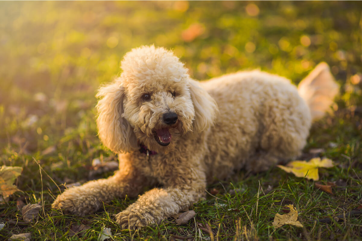 Un caniche.