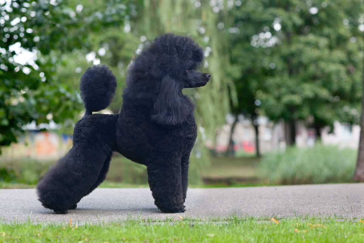 Los tipos de pelo en perros.