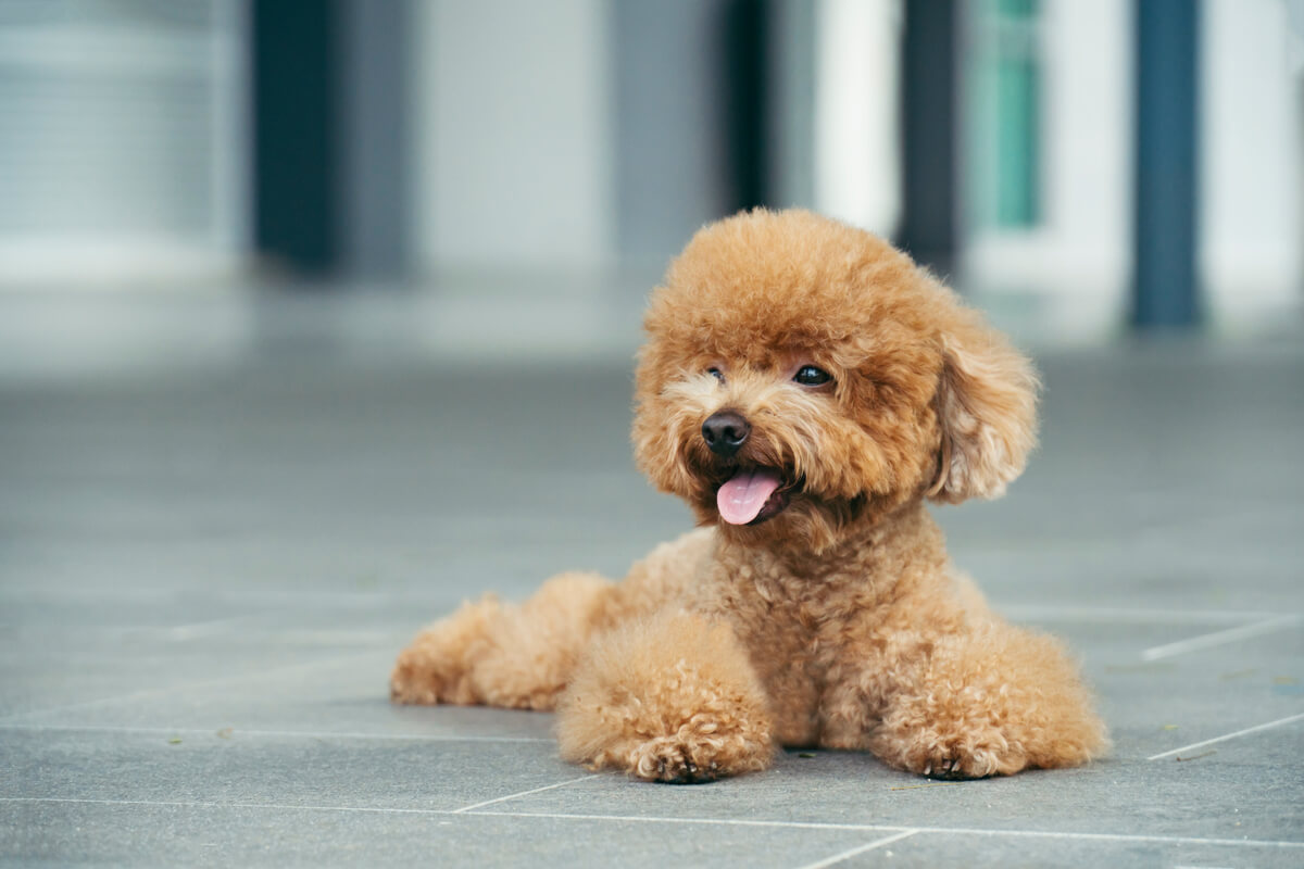 El caniche es una de las razas de perro más fáciles de adiestrar.