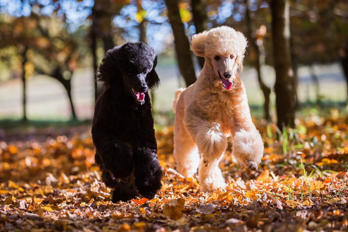 Medium-sized poodles running among fallen leaves.