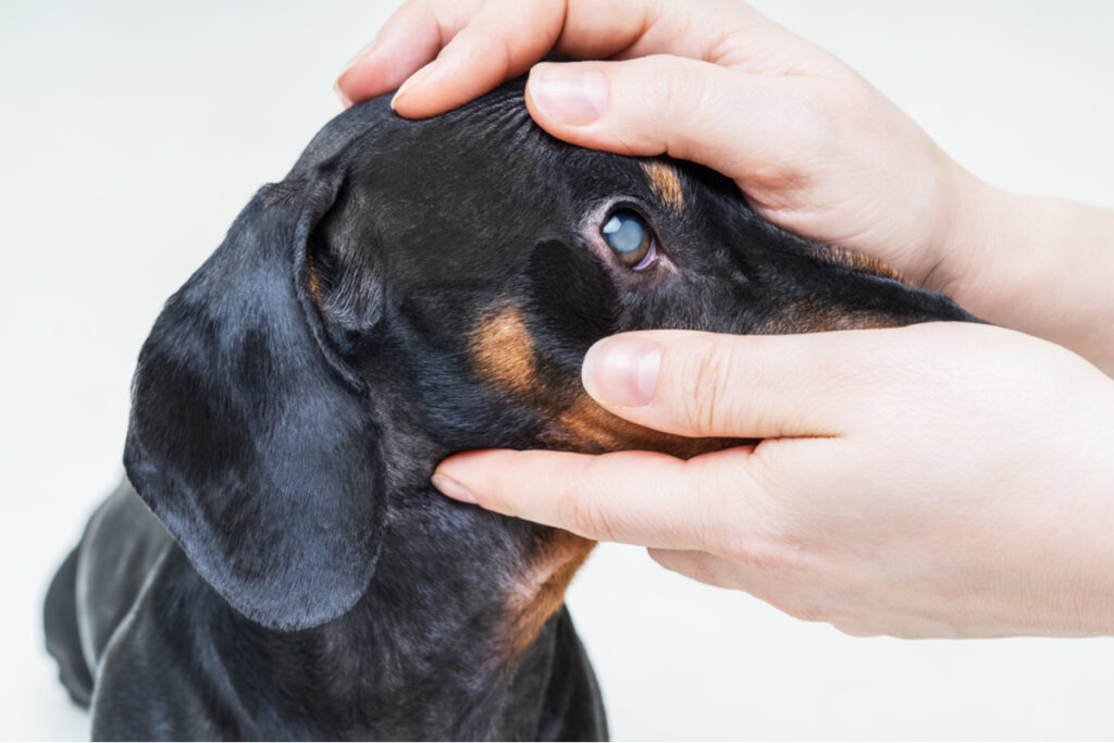 ¿Cómo detectar precozmente la ceguera en perros?
