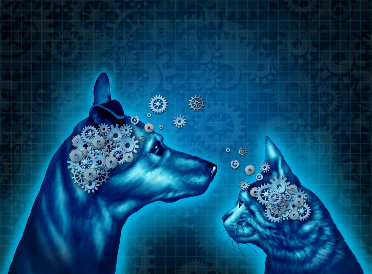 El cerebro dibujado de un gato y un perro.