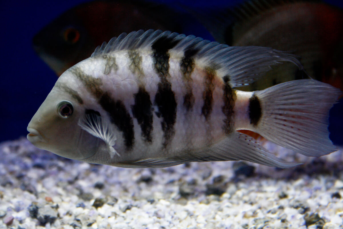 Aggressive aquarium fish.