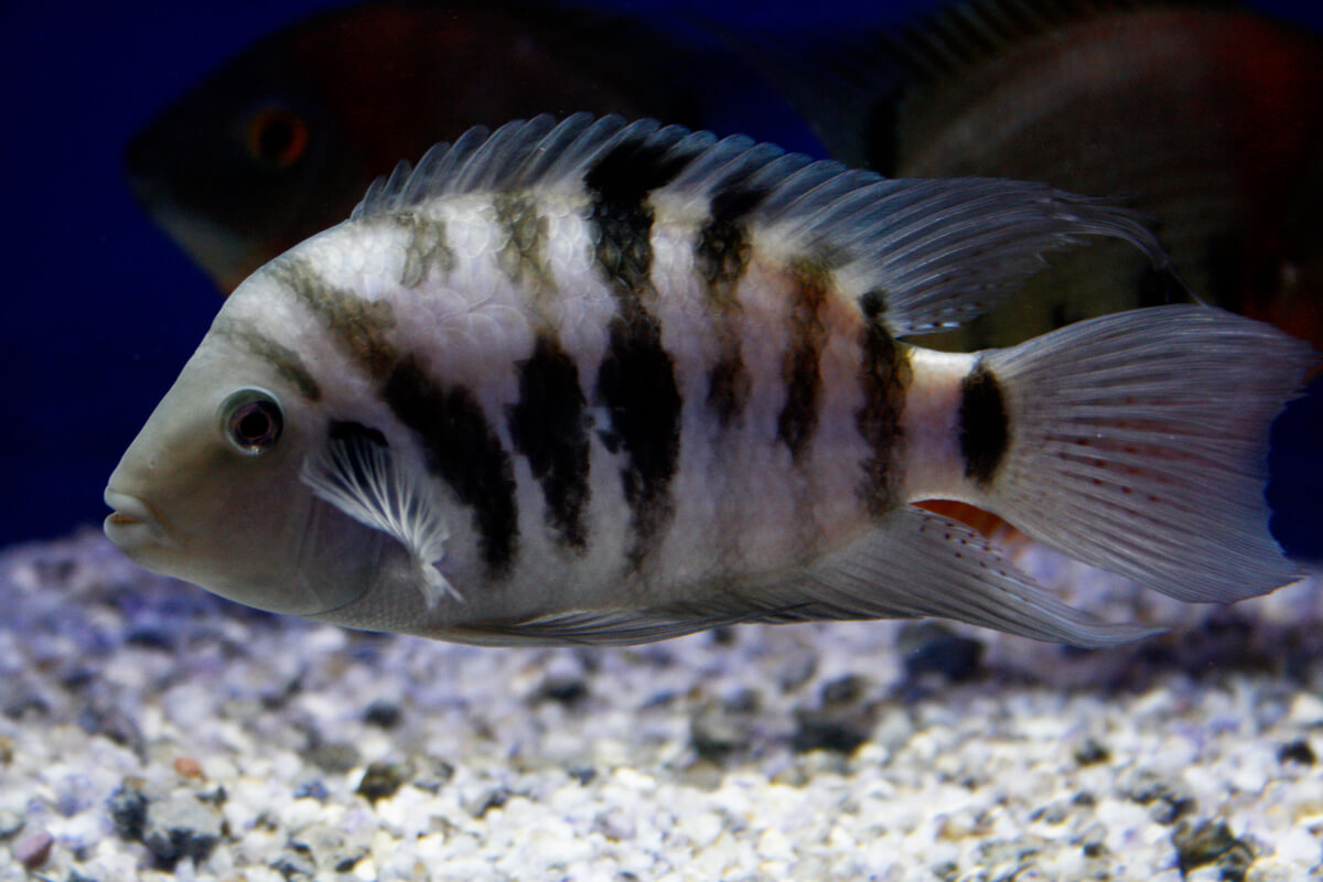 Un cíclido convicto en un acuario.