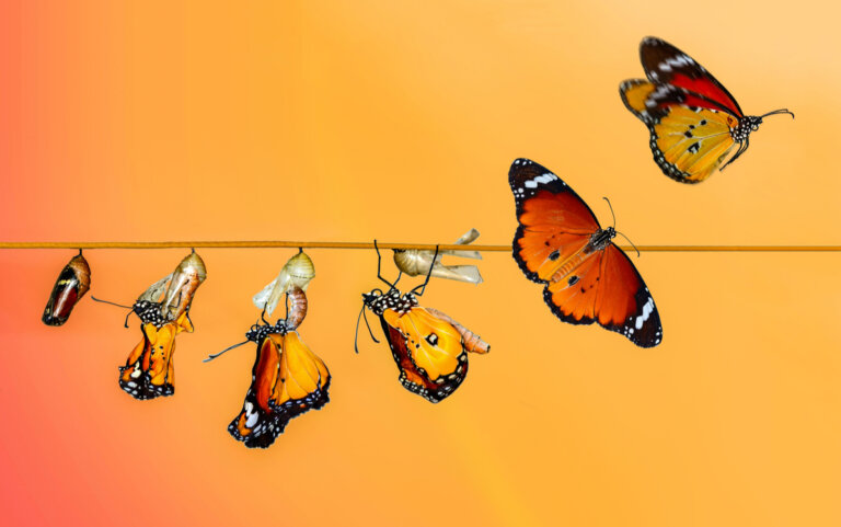 El ciclo de vida de la mariposa