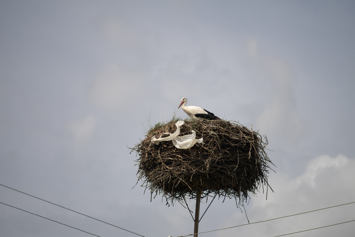 As cegonhas não são aves aquáticas.