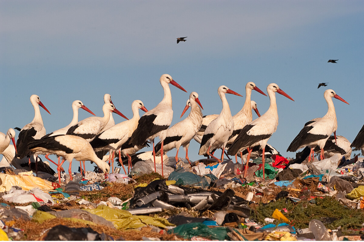 Aves de vertedero.