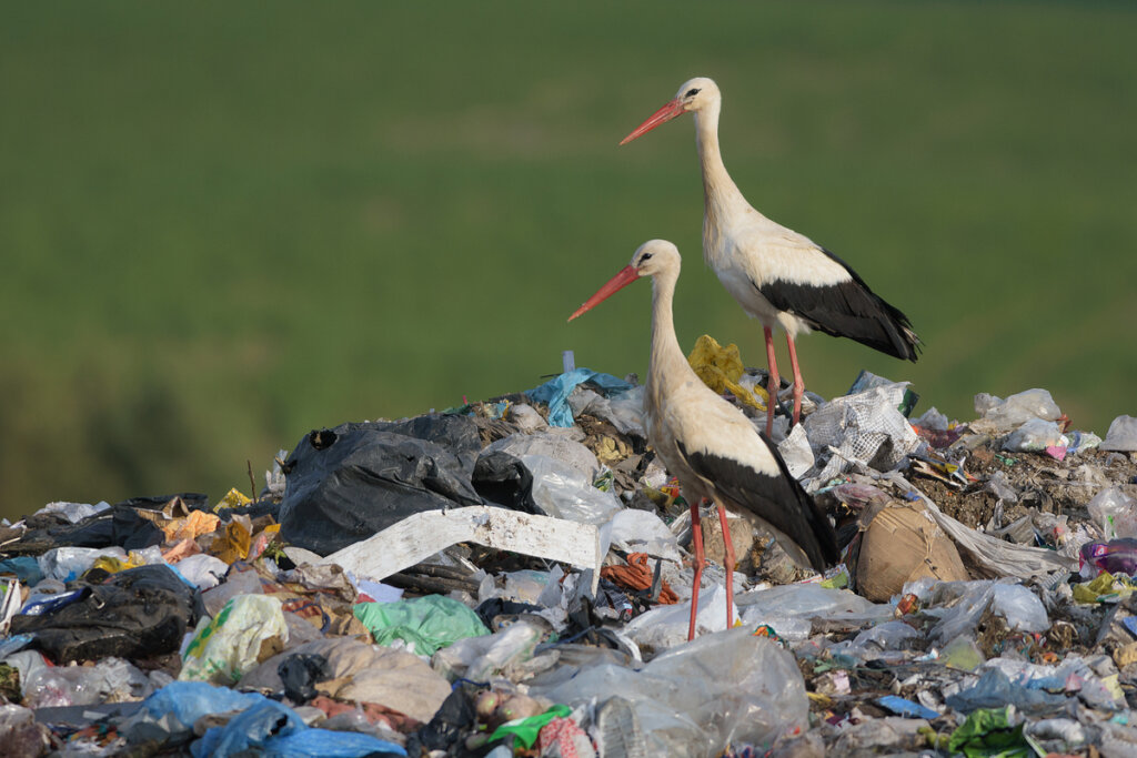 Cigüeñas comiendo de vertederos.