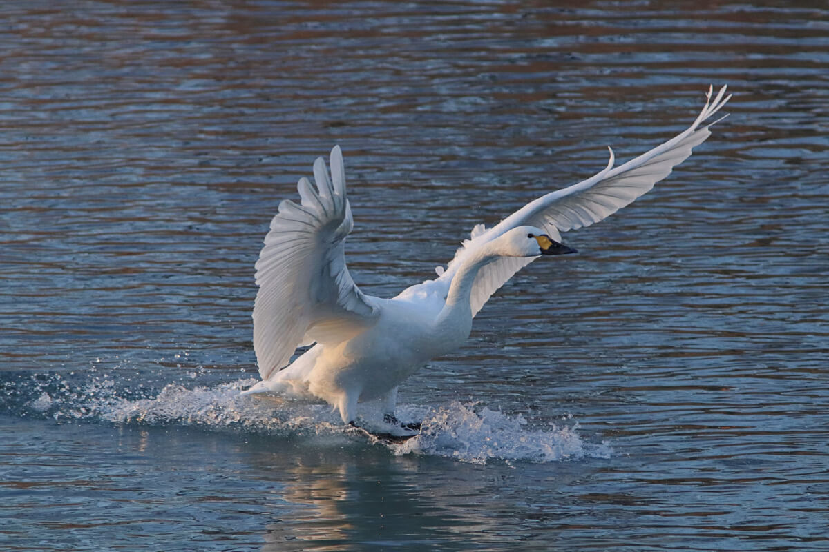 Un cisne colombiano alzando el vuelo.