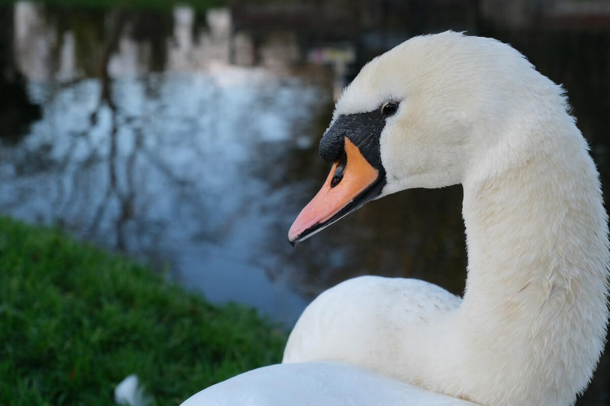 Cabeza de un cisne mudo.