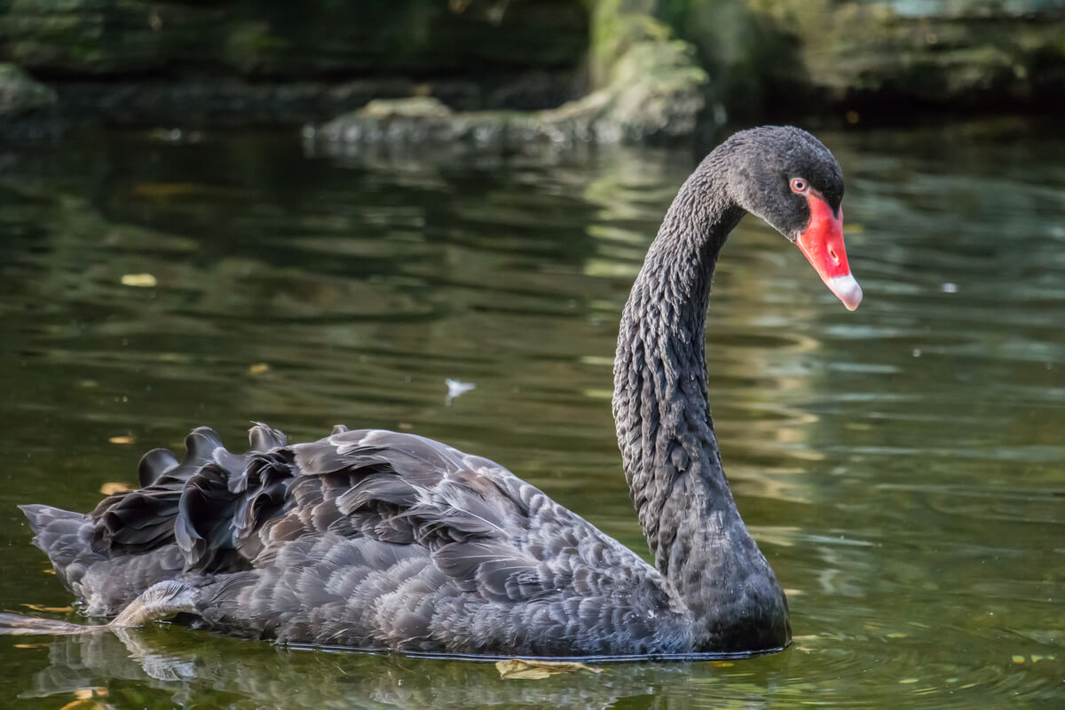 Un cisne negro en un lago.