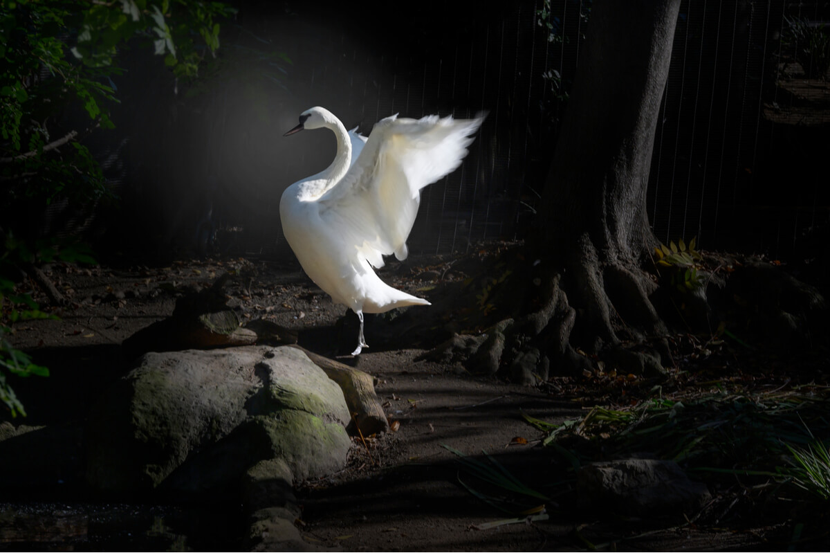 Un cisne trompetero alzando el vuelo.