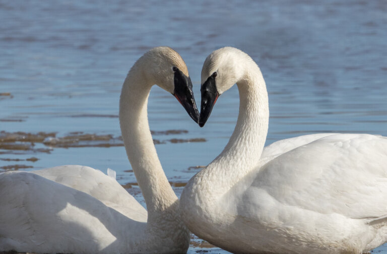 Los 25 animales más tiernos del mundo