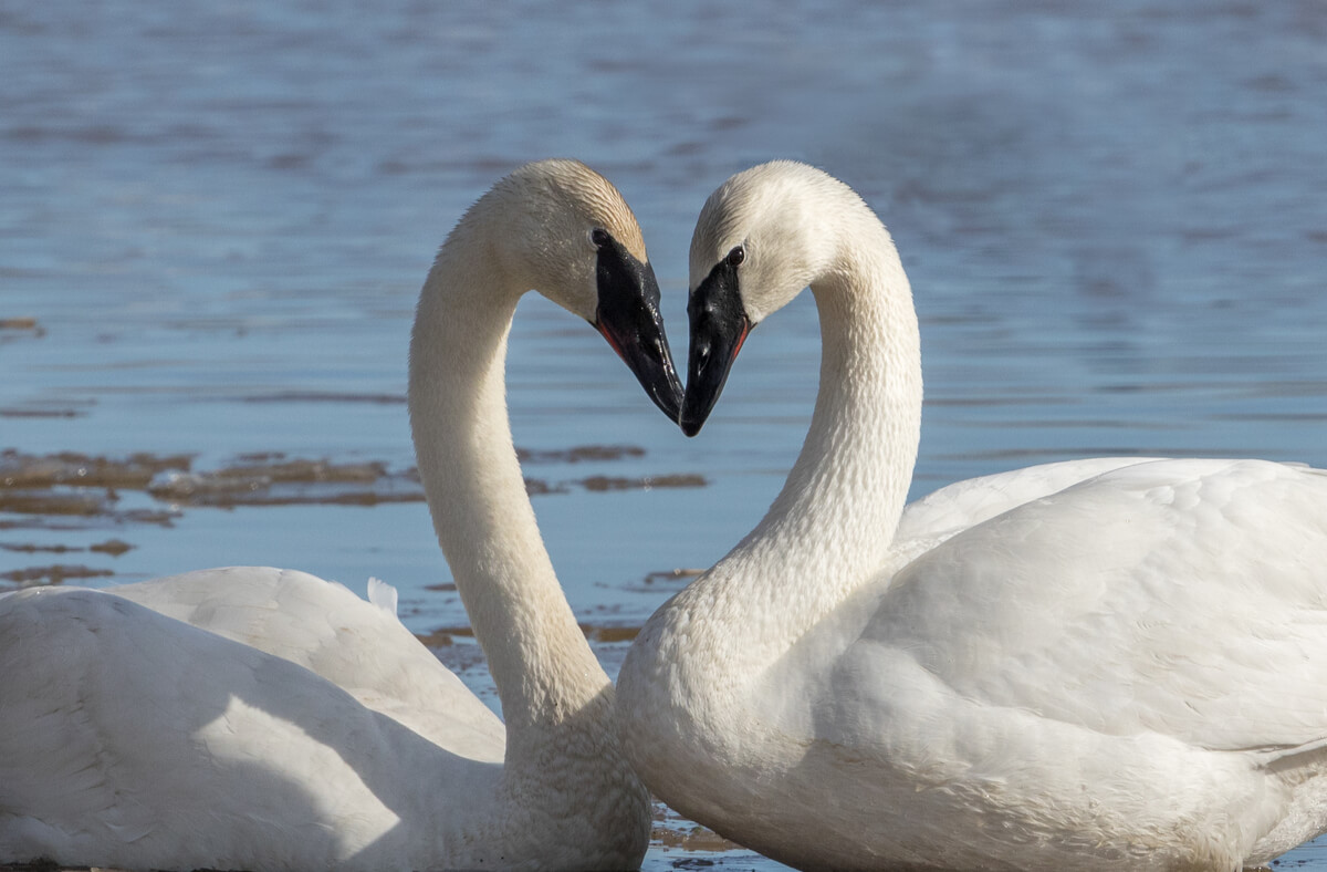 Un cisne trompetero en cortejo.