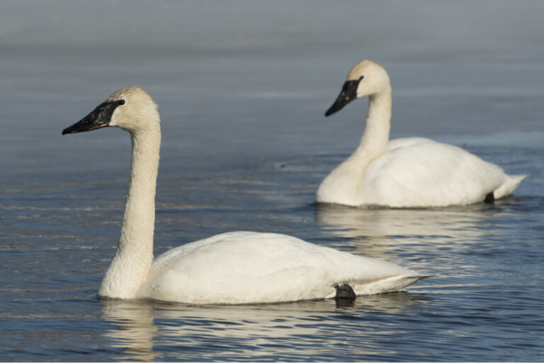 ¿Cuáles son las características del cisne trompetero?