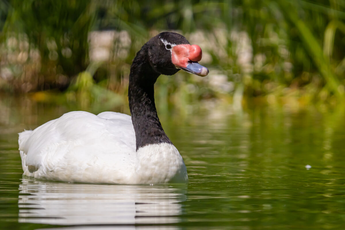 El cisne de cuello negro es uno de los mejores padres del reino animal. 