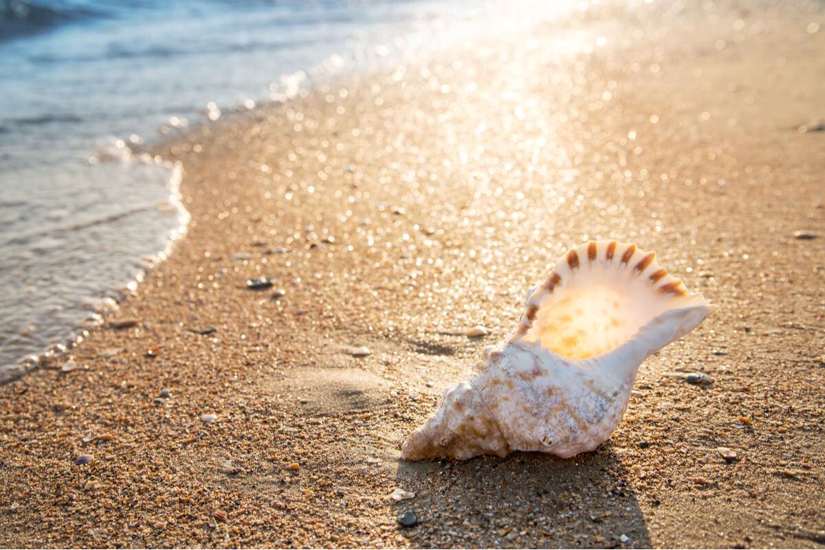 Una concha en una playa.