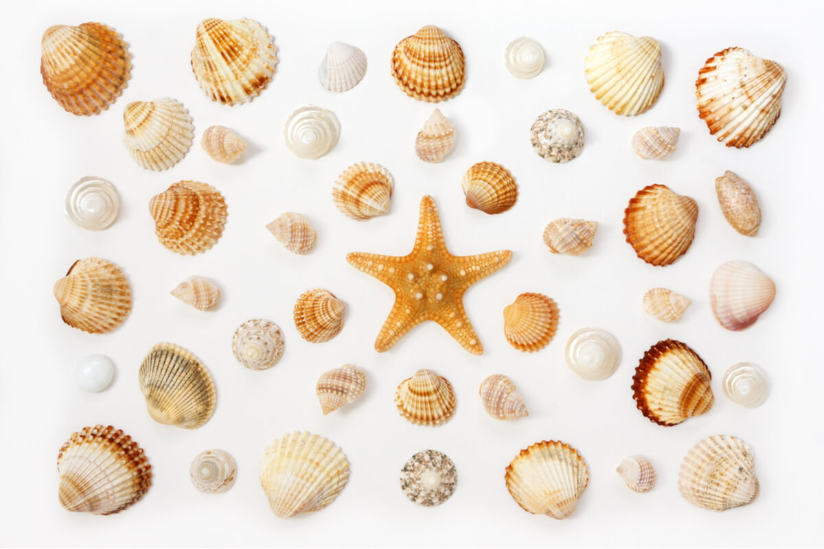 Conchas marinas sobre un fondo blanco.