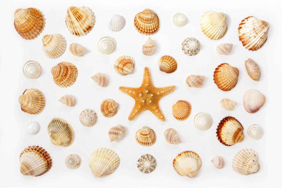 Ist es schlimm, Muscheln vom Strand mitzunehmen?