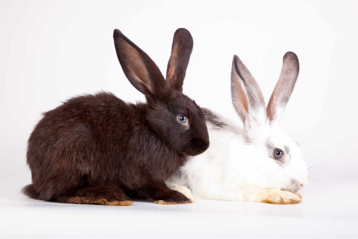 Un lapin noir et un lapin blanc.