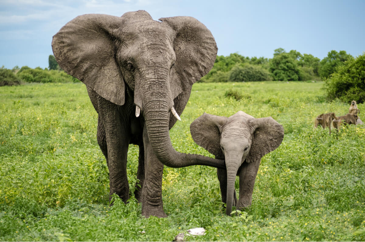 Un ejemplo de instinto maternal en la naturaleza.