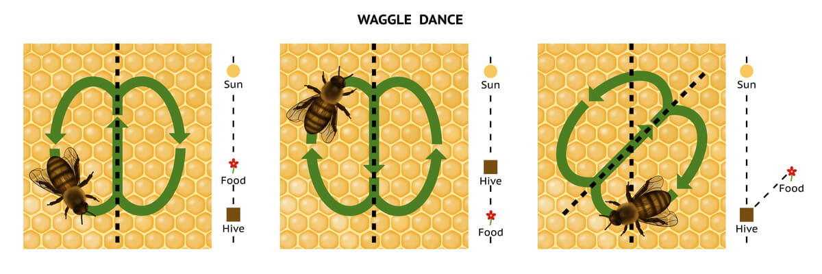 Un ejemplo de la danza de las abejas.