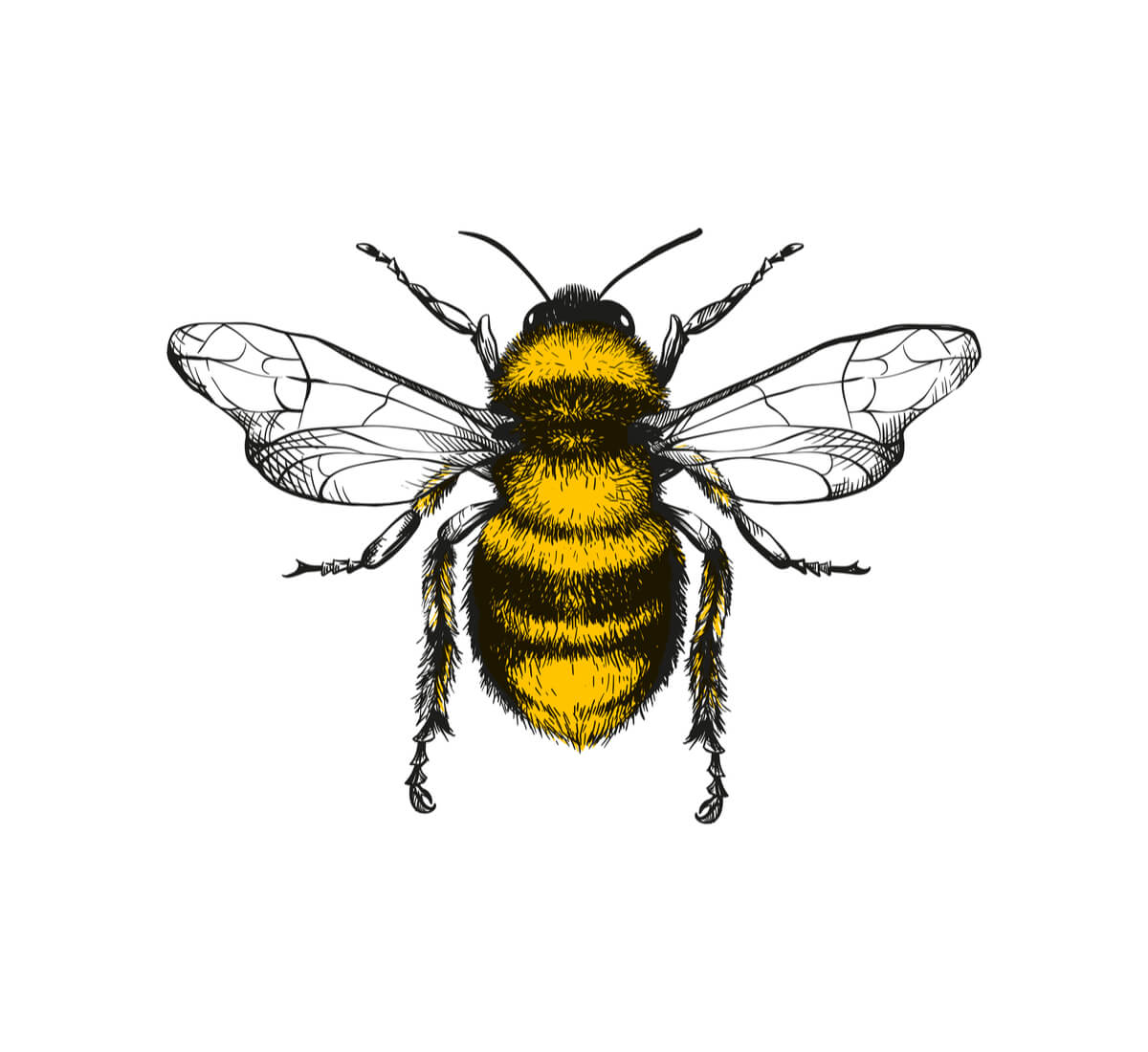 Un dibujo de una abeja.