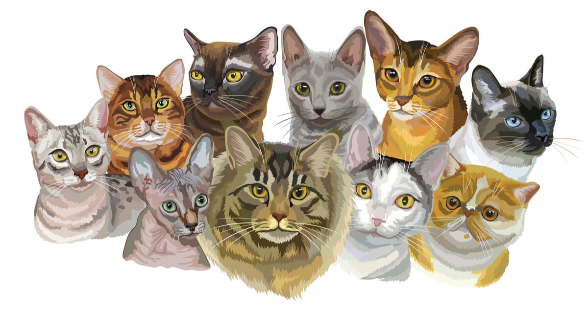 Dibujo sobre razas de gatos.