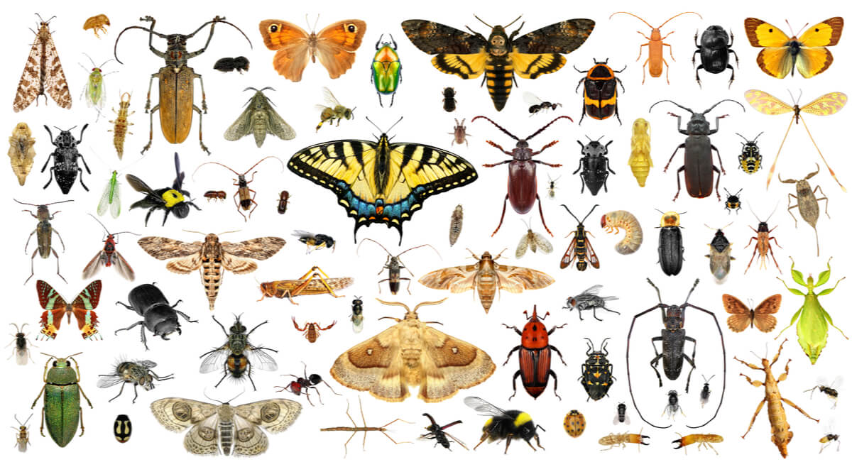 Insekten sind knochenlose Tiere.