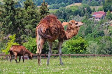 Curiosidades de los camellos