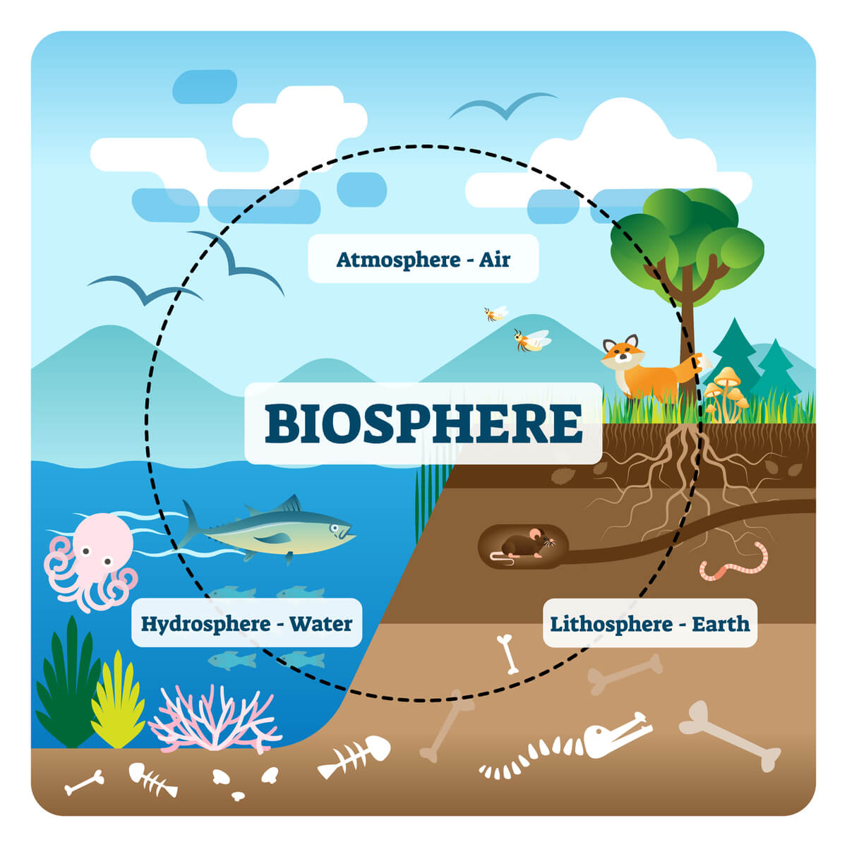 Funcionamiento de los ecosistemas en un dibujo.
