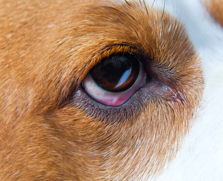 ¿Qué es el ectropión en perros?