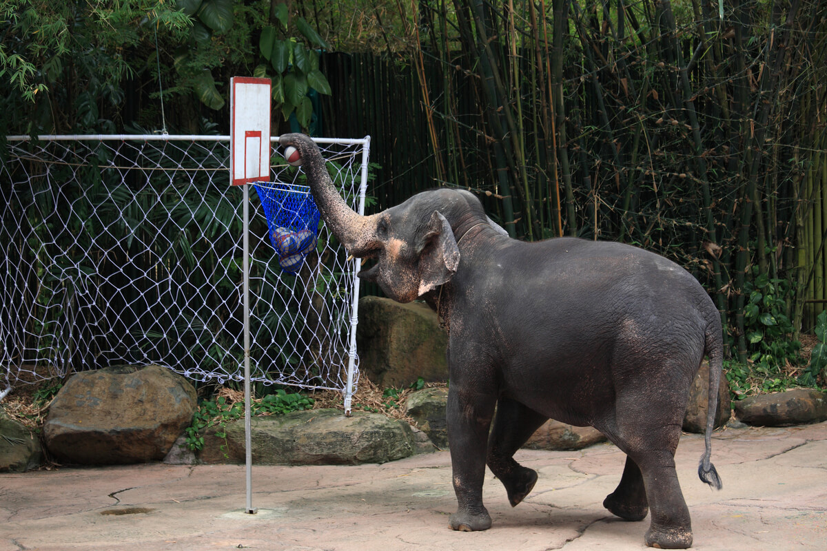Un elefante che si esercita