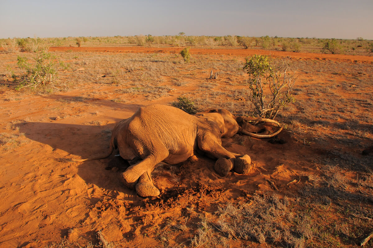Un elefante morto nel fango.