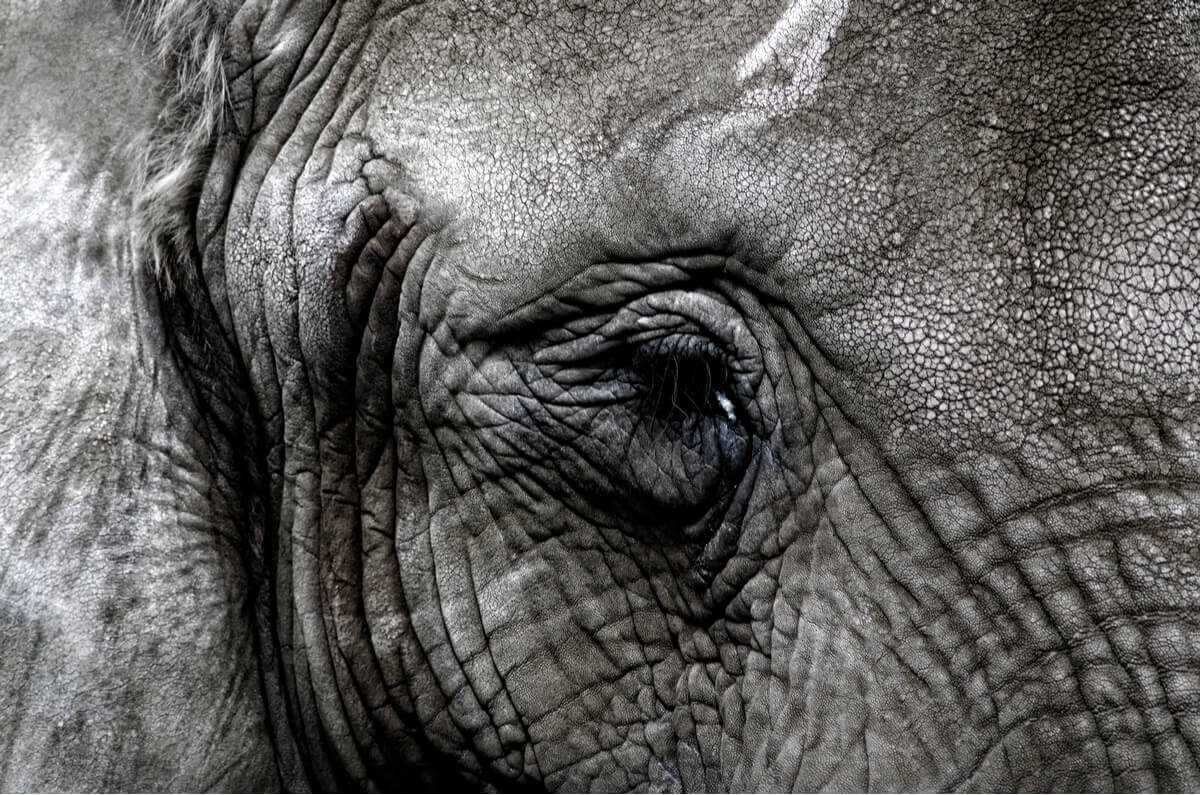 Why do some elephants have tusks and others don't?
