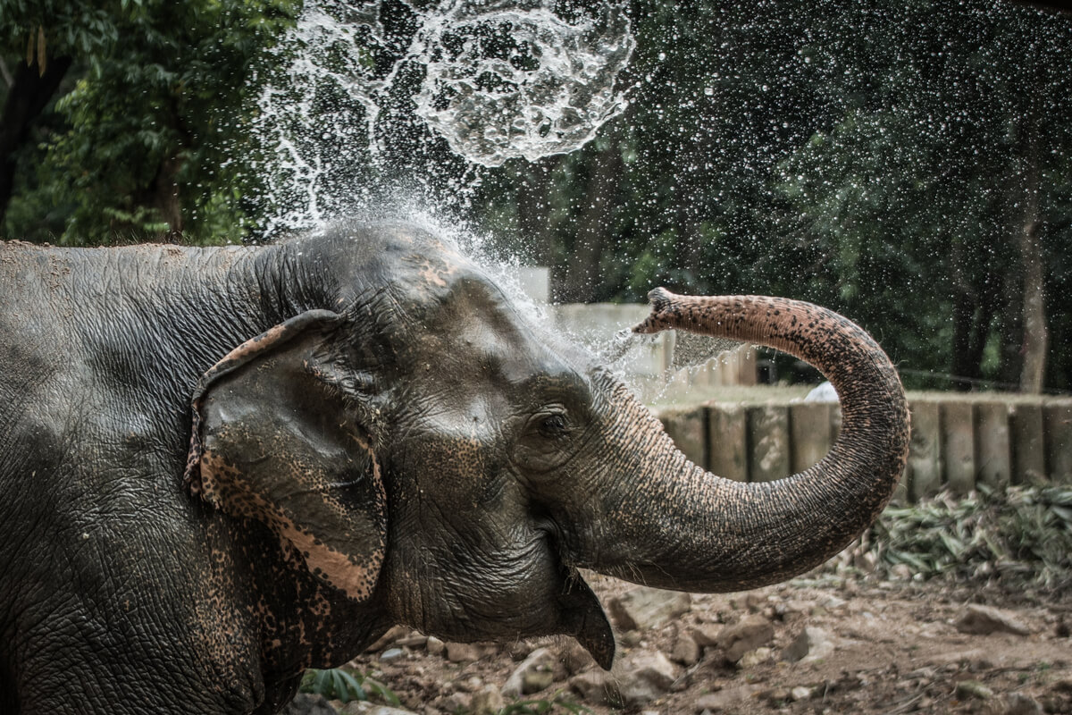 Un elefante usa su trompa para ducharse.