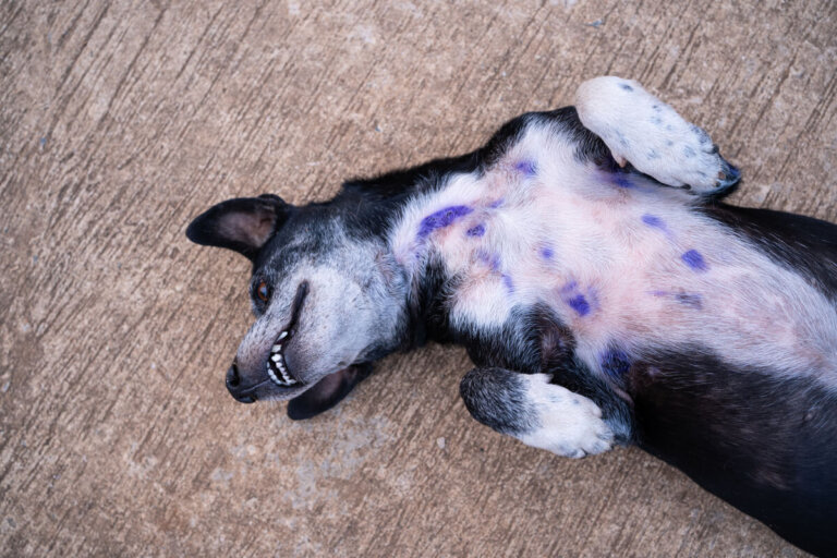 ¿Qué es la blastomicosis canina?