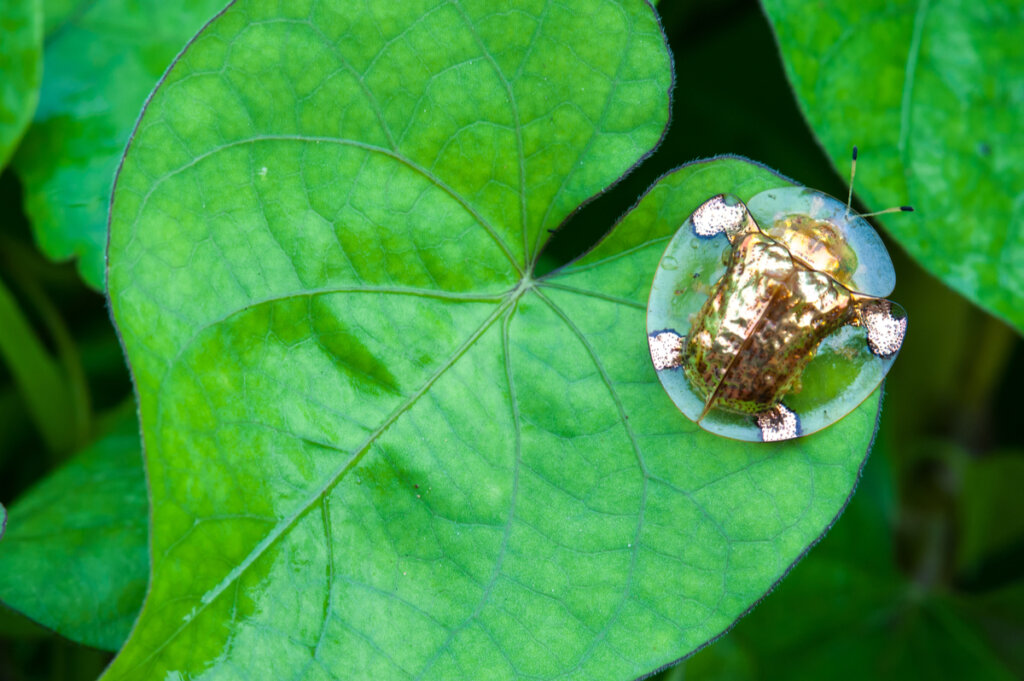 Un escarabajo tortuga sobre una hoja.