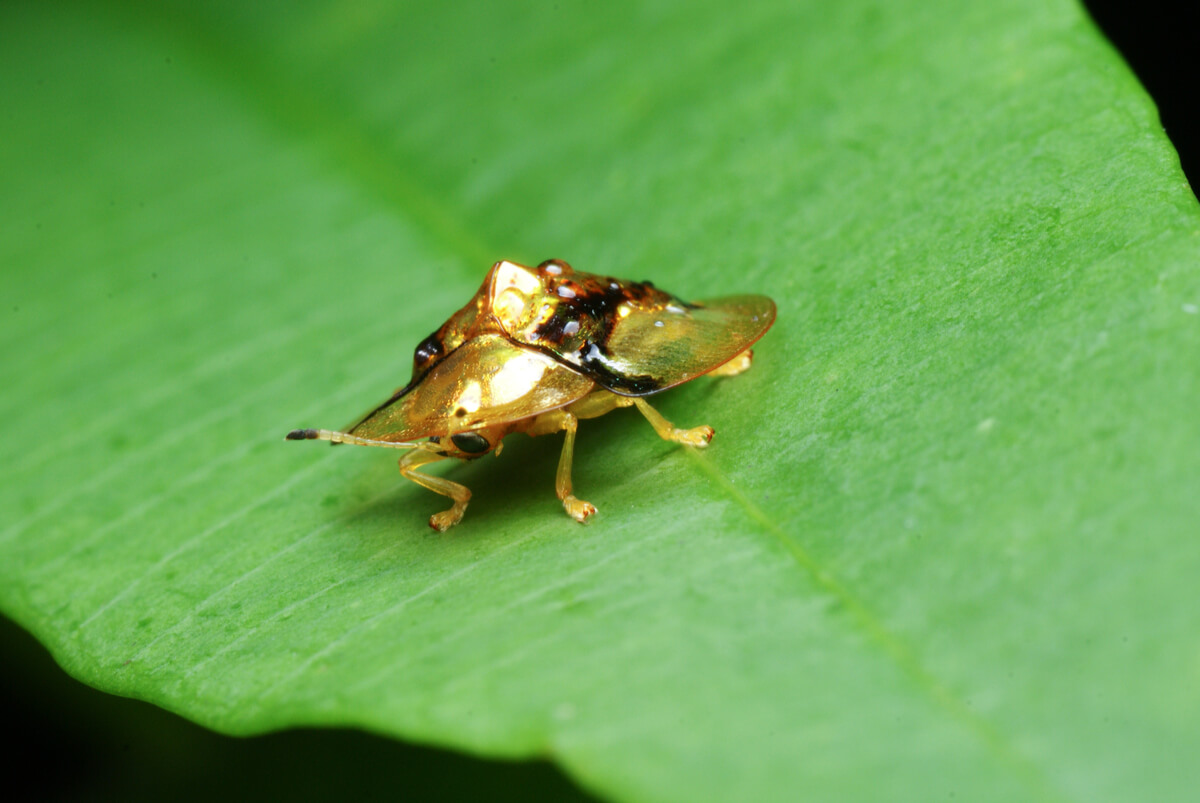 Vista frontal de un escarabajo tortuga de oro.