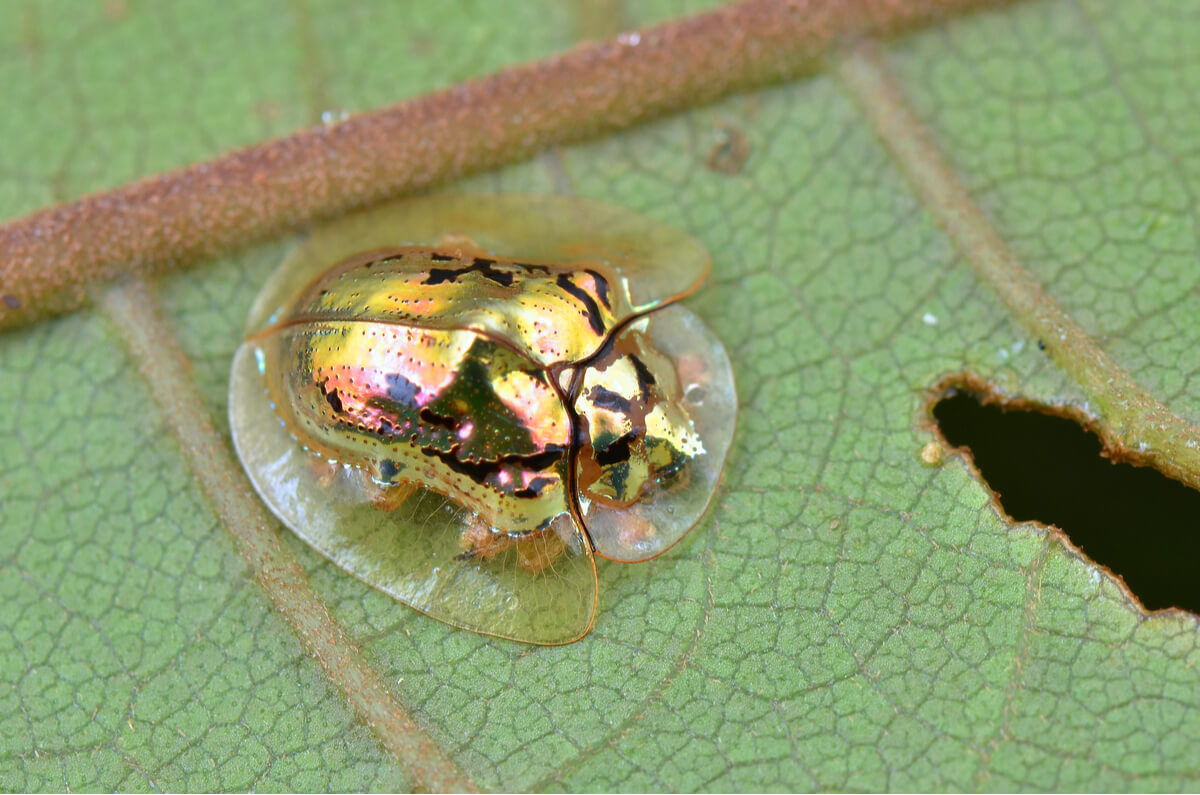Un escarabajo tortuga de oro.
