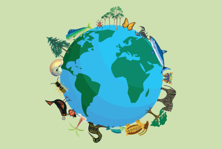 ¿Cuántas especies animales existen en la Tierra?