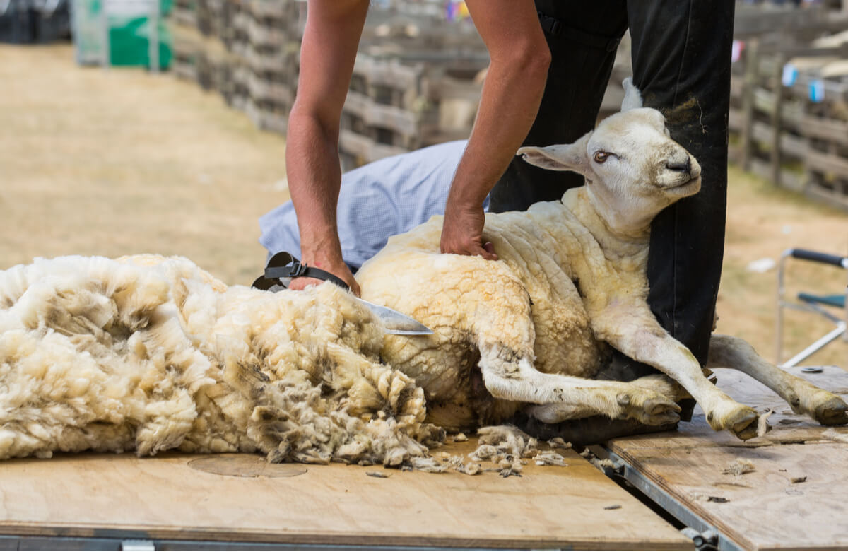Las ovejas se esquilan para obtener lana.