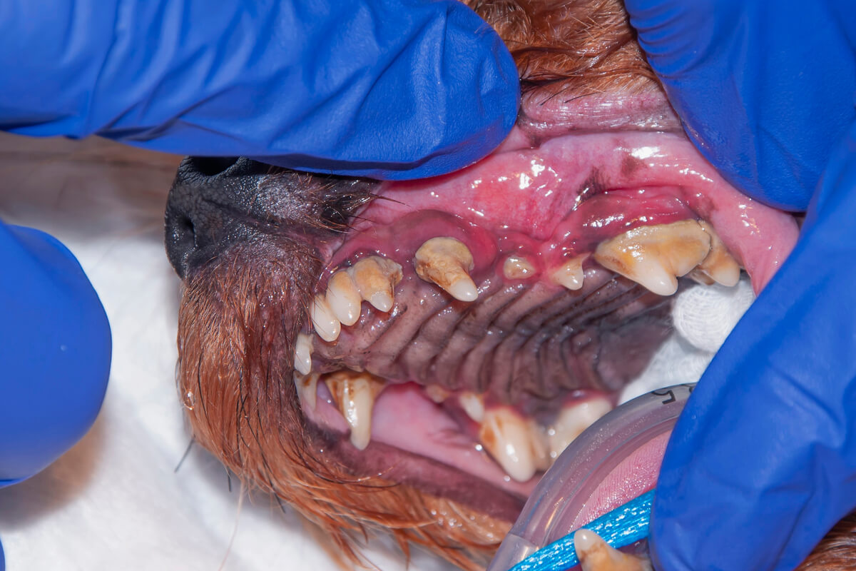 Stomatitis in dogs.