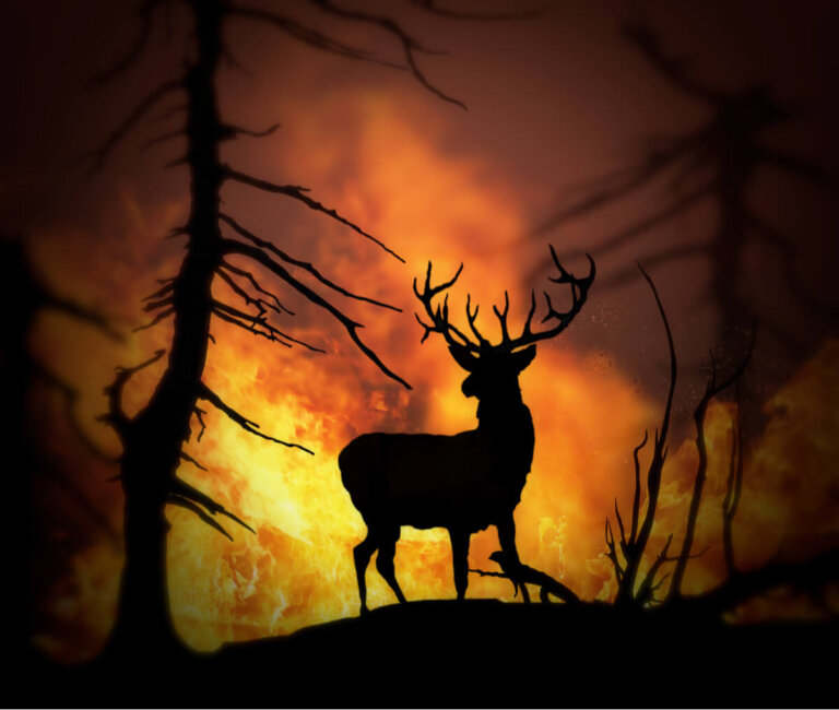 Animales rescatados: las victimas de los incendios forestales